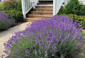 How to grow lavender plant – care guide