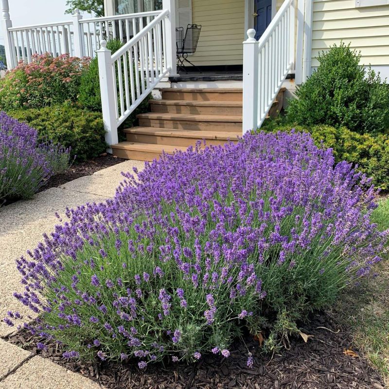 lavender bushes front garden is lavender a perennial