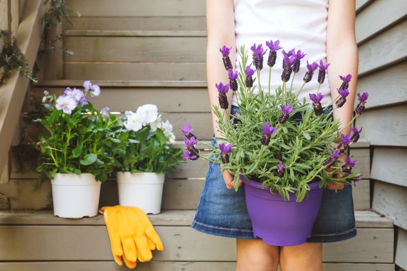 lavender flower in purple pot how to grow lavender