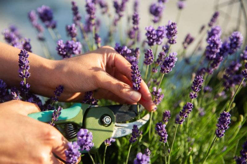 lavender plant being cut with scissors
