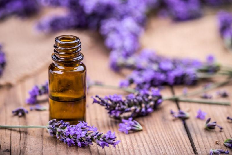 lavender plant care essential oils