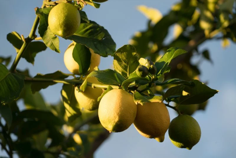 lemon tree lemon water in the morning blue sky