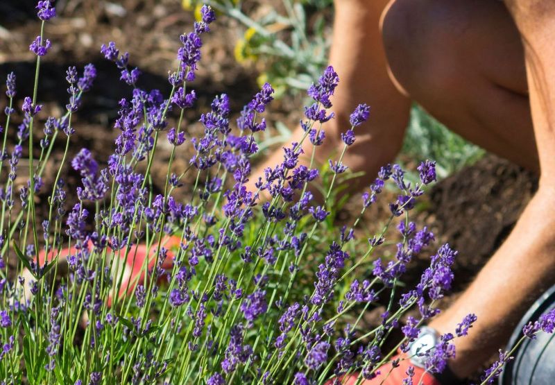 man gardening lavender plant lavender flowers