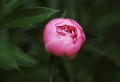 The beauty of the peony flower and how to care for it