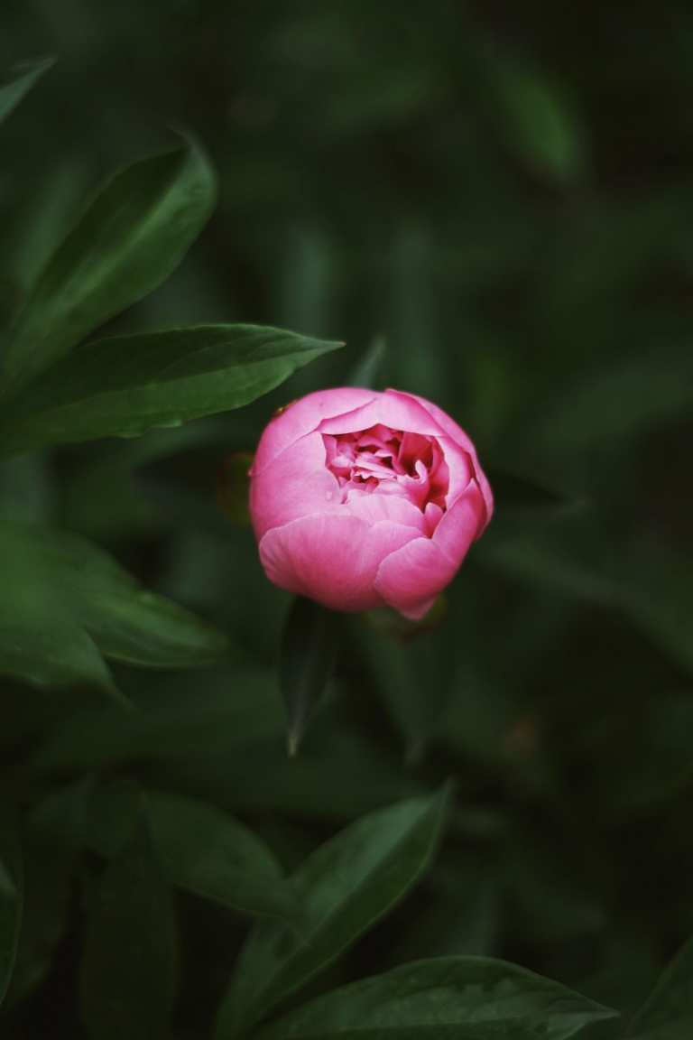 The beauty of the peony flower and how to care for it - archziner.com