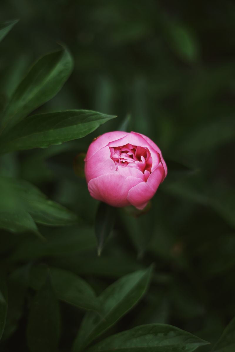 peonies care pink half bloomed flower