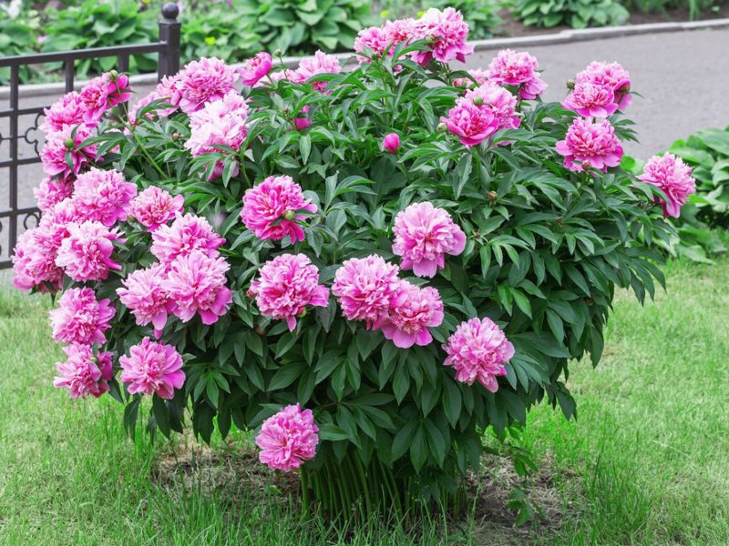 peony bush planted in garden peonies care