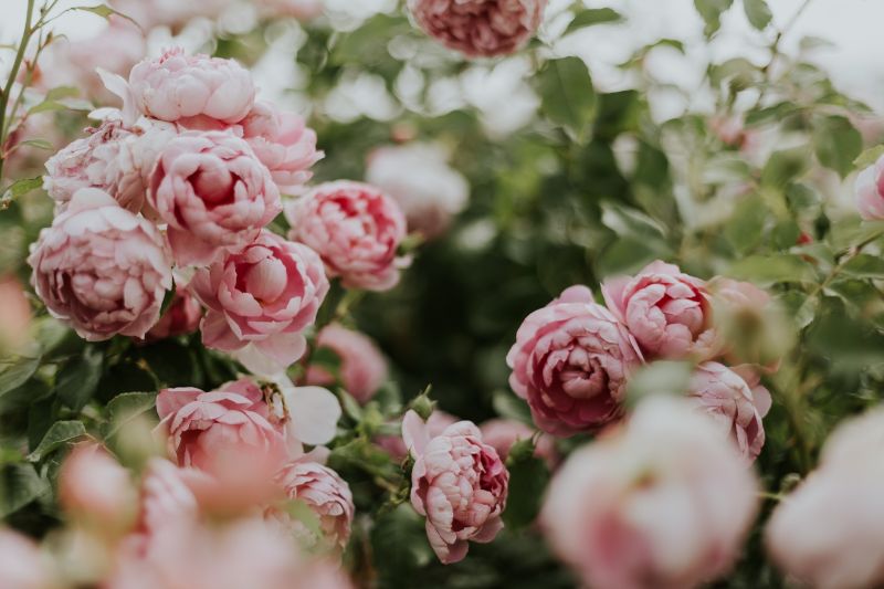 peony flower in blush white close up photo