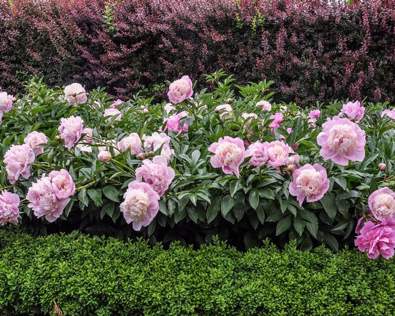 peony plant bush planted in garden