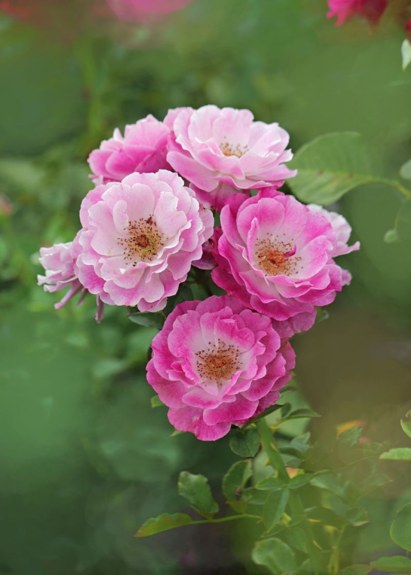 peony plant in shades of pink close up