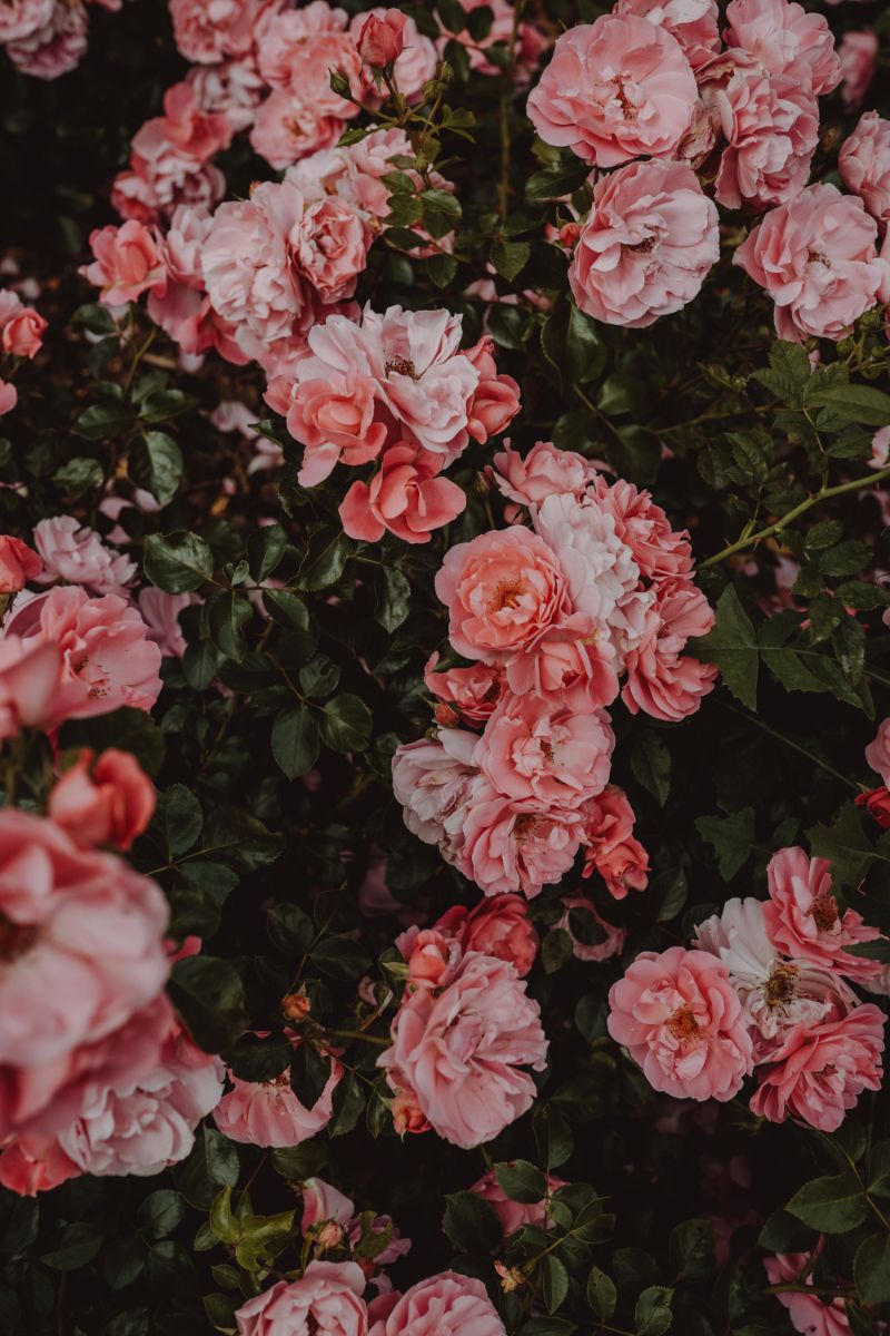 peony plant with lots of blooms in blush