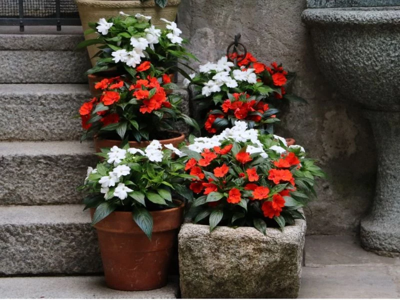 perennial flowers for shade in red white in pots