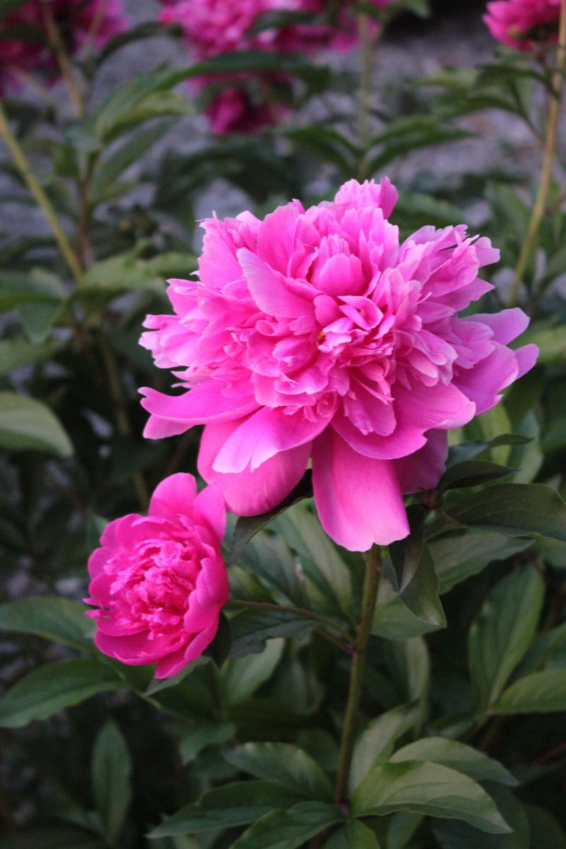 pink peony flower close up photo