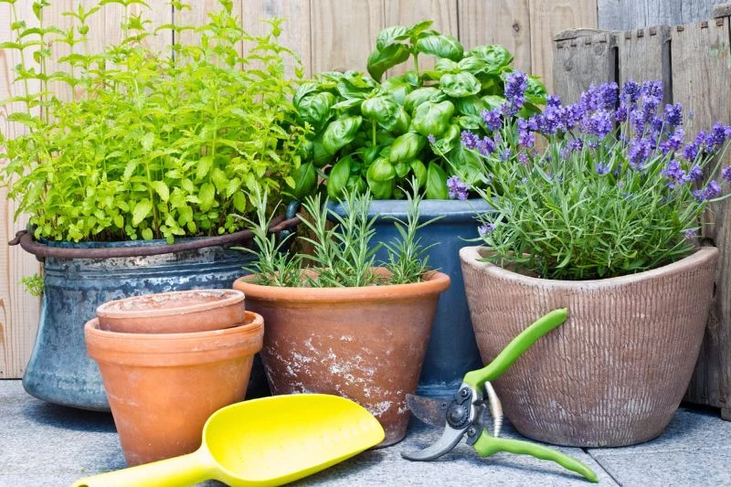 planters with different plants indoor herb garden