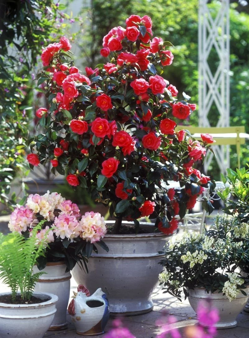 potted camellia flower in red what does perennial mean