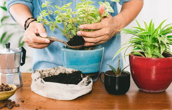 potted plants are coffee grounds good for plants