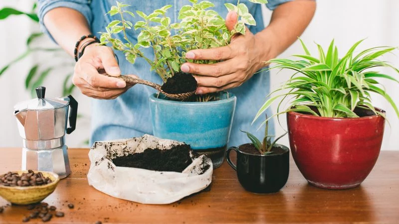 potted plants are coffee grounds good for plants