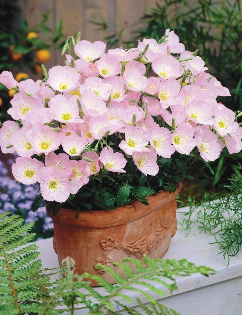 primrose perennial flowers for shade in ceramic pot