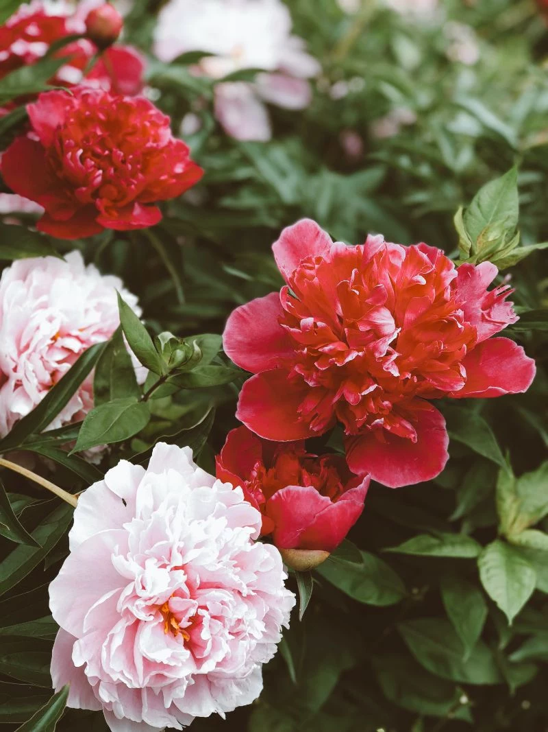 red and white types of peonies close up photo