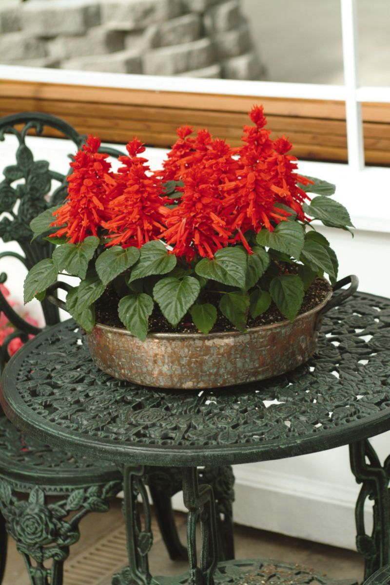 salvia in red perennial flowers for shade