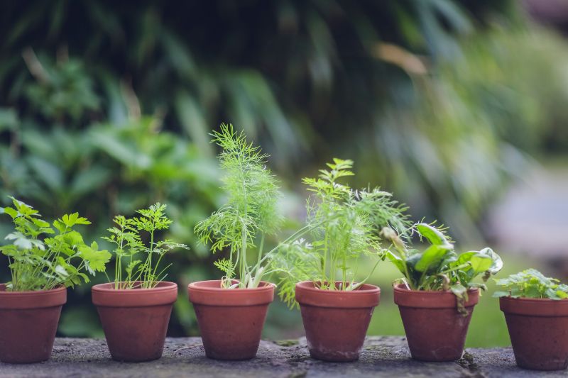 small ceramic planters kitchen herb garden