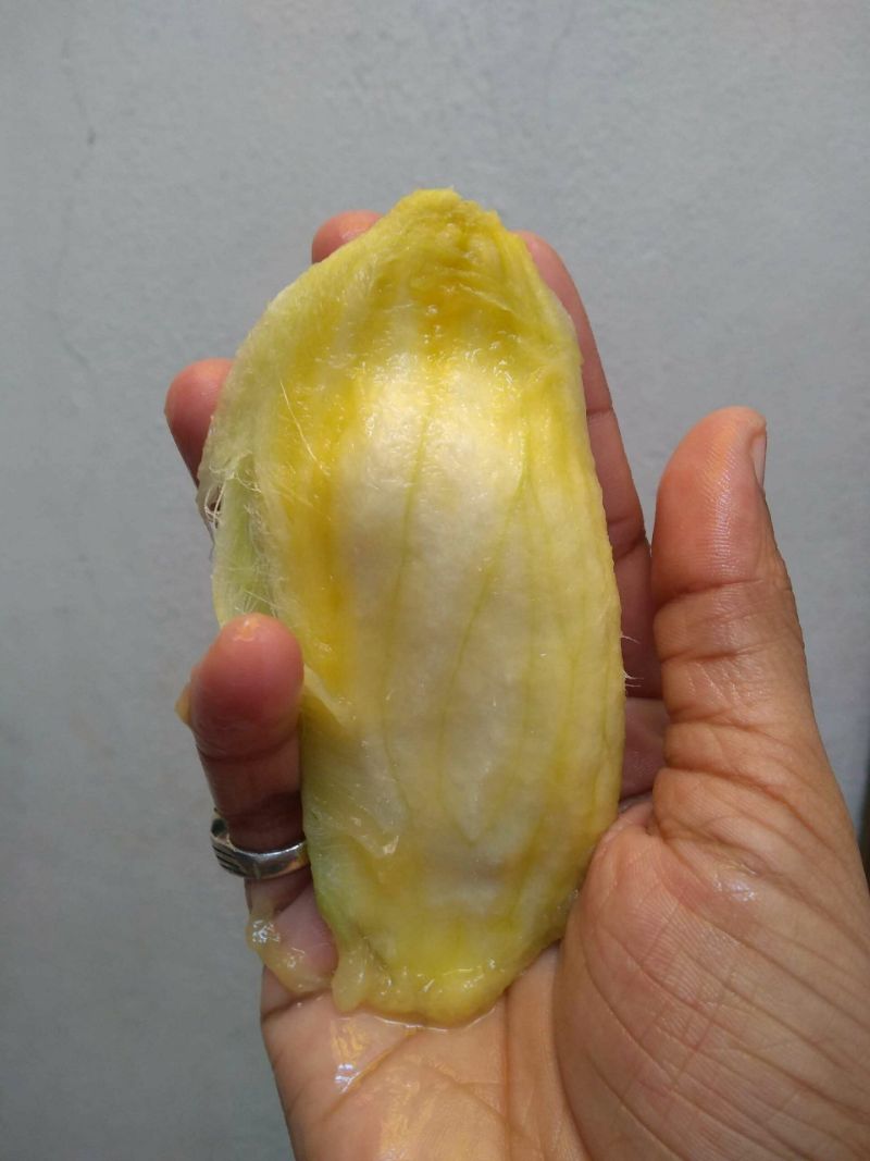 step by step tutorial how to grow mango from seed
