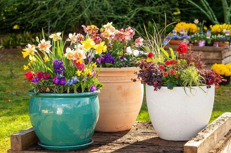 three pots with colorful perennial plants