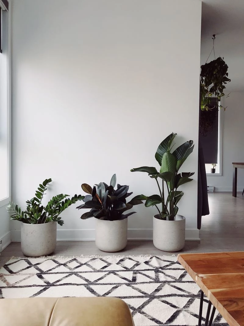 three potted plants redesigning your home