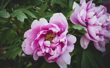 two peony flower buds green leaves