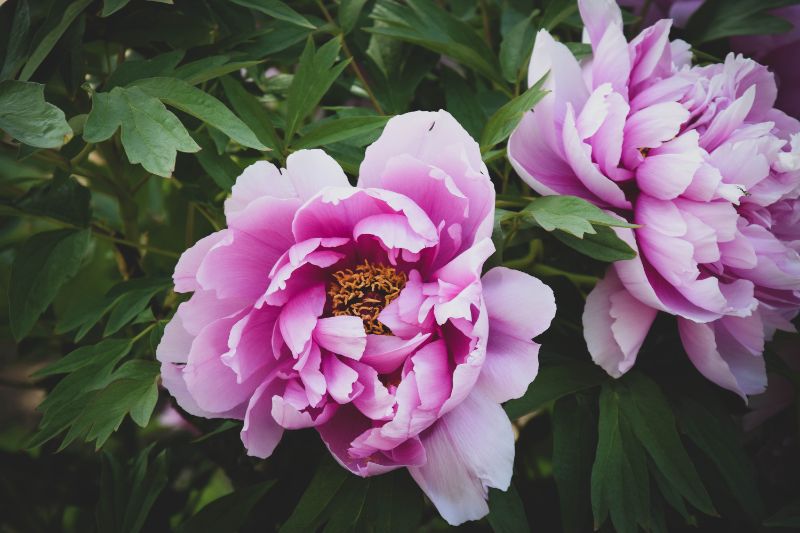 The beauty of the peony flower and how to care for it