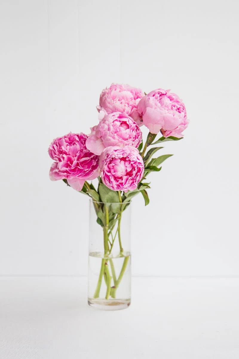 types of peonies pink in glass vase