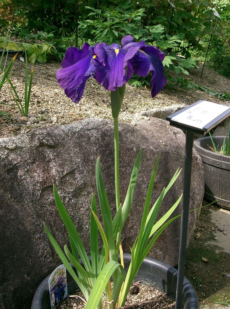 what does perennial mean iris ensata in blue