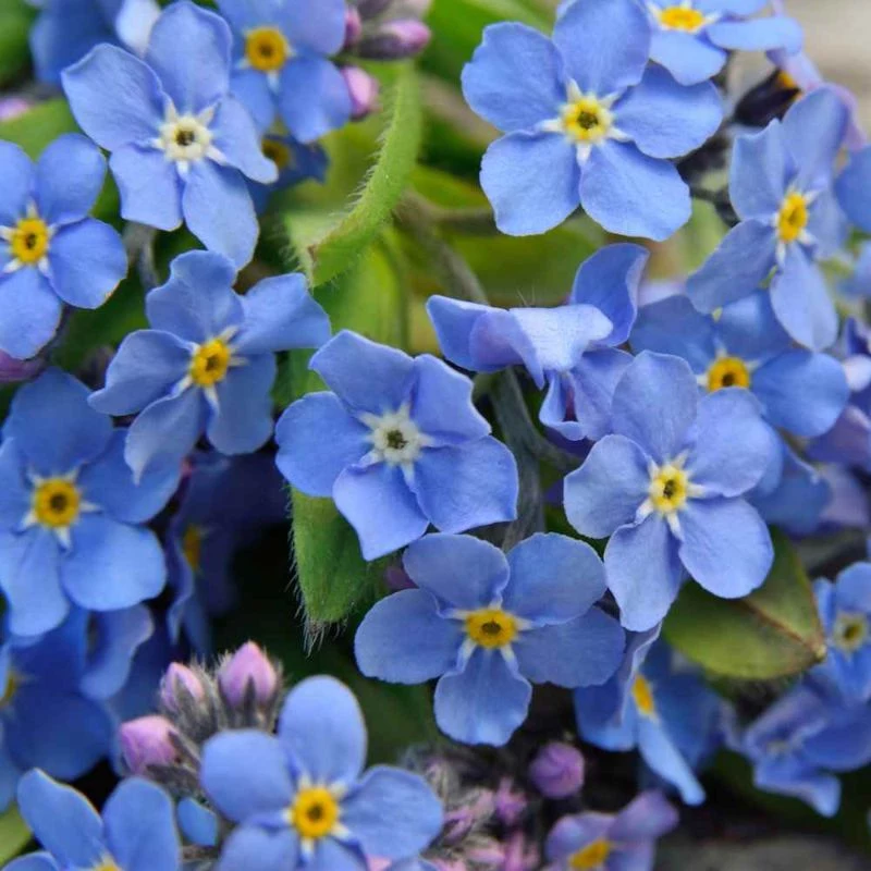 what is a perennial forget me not blue flowers
