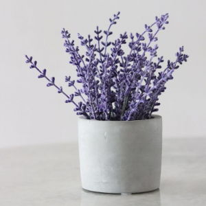 How to grow an aromatic lavender plant at home