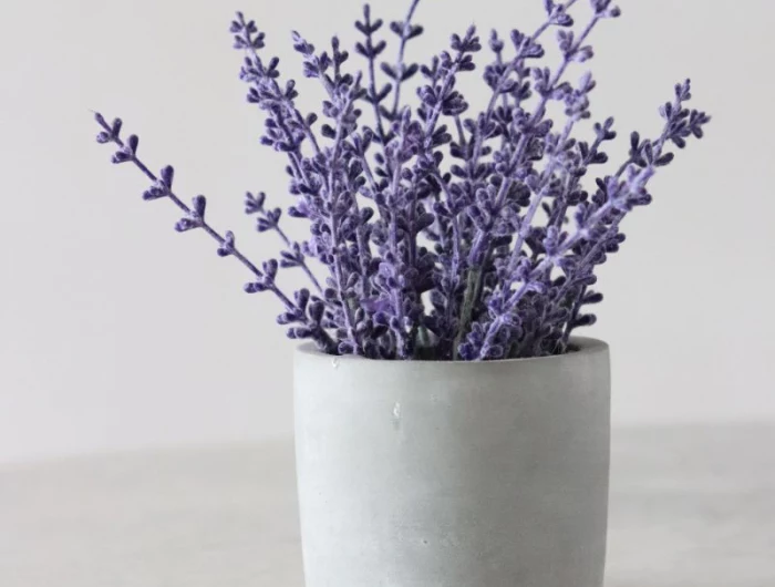 white ceramic pot growing lavender inside