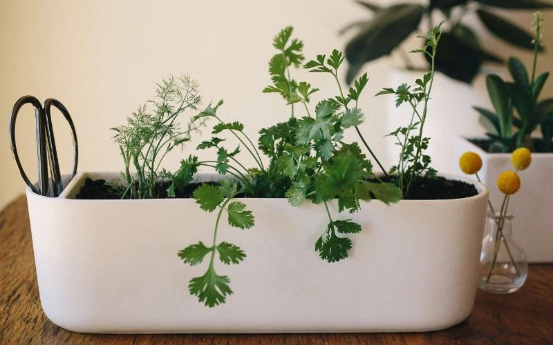 white planter growing herbs indoors different herbs