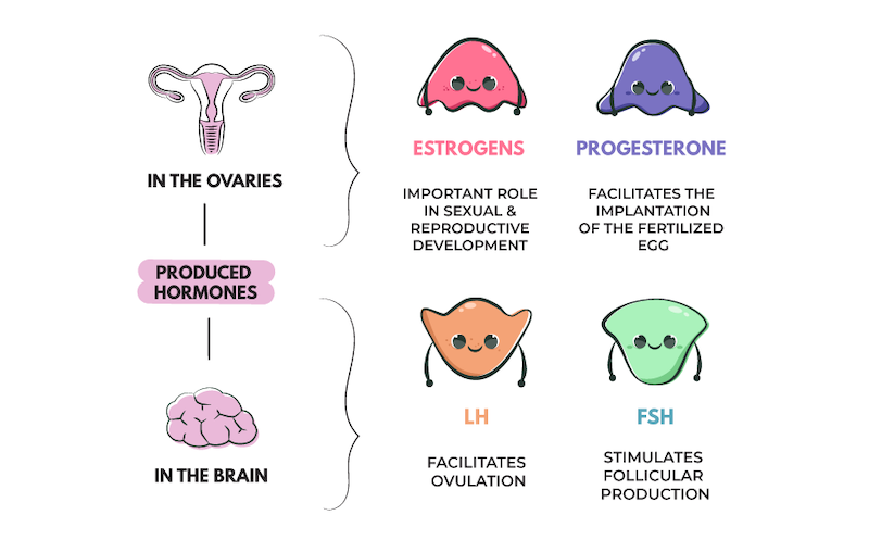 female hormonel explained functions