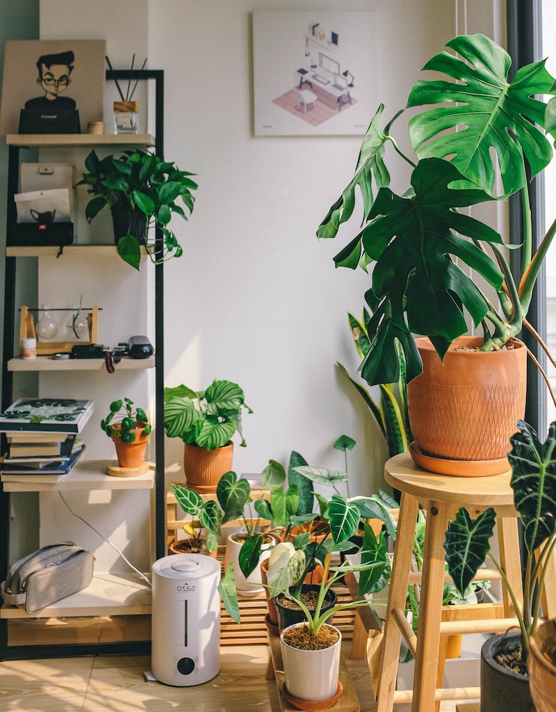 how long do tea bags last and can you use them for your plants at home