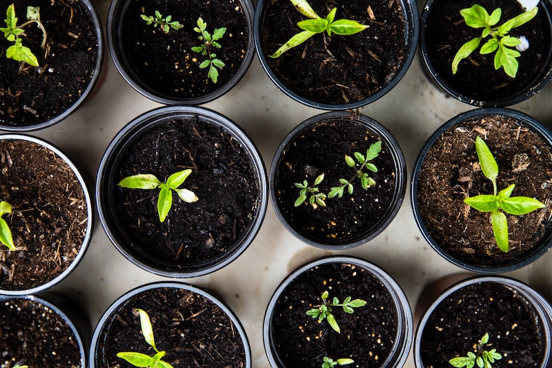 reusable tea bags for green and healthy plants at home