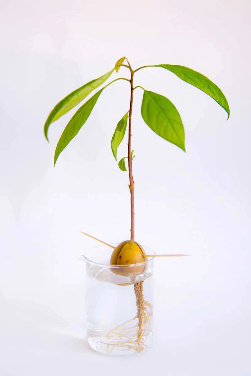 growing avocado in water do you know when to cut avocado leaves
