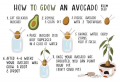 How to grow an avocado indoors: The whole process