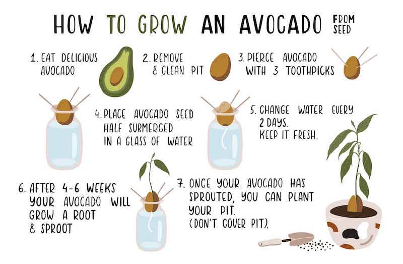 how to grow avocado from seed illustrated guide step by step