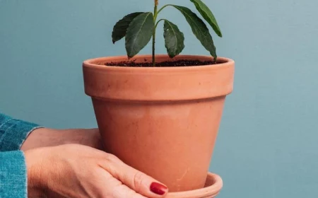 square grow avocado from seed horizontal