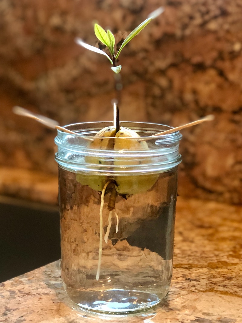 baby avocado tree care when to pot water and fertilize