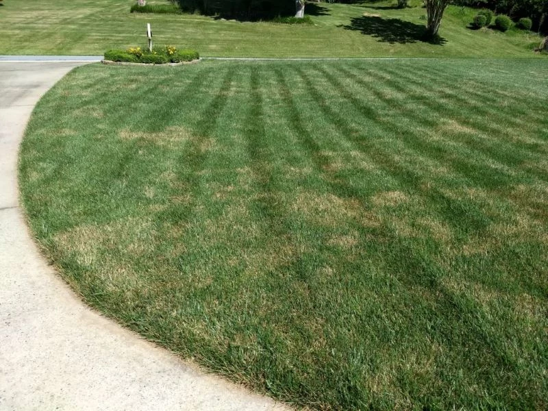 brown patches brittle lawn front of house