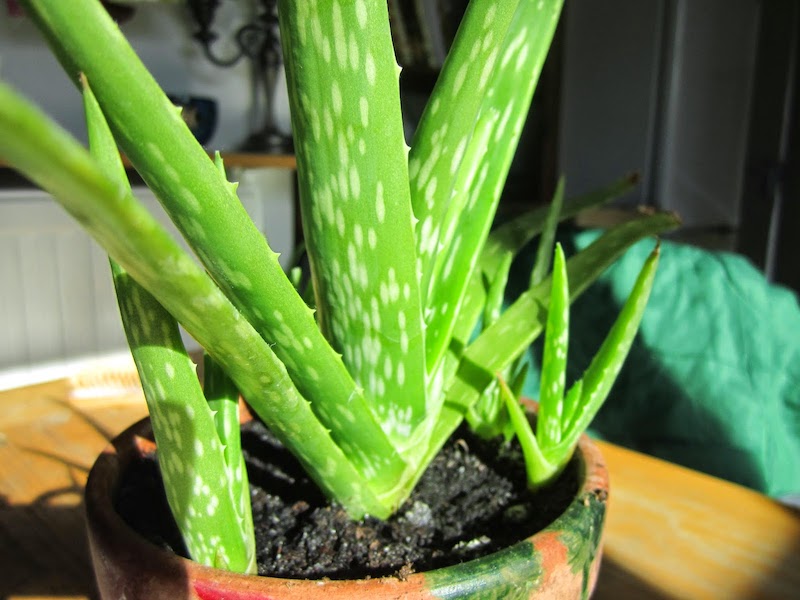 can you propagate aloe vera pups to have more plants at home