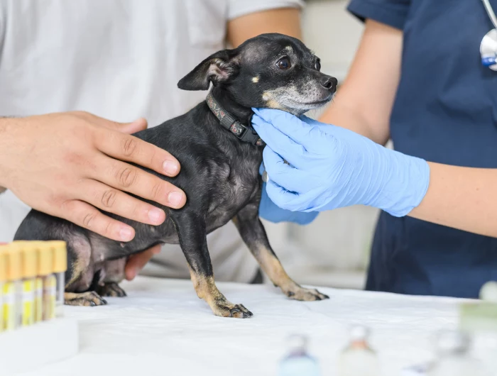 close up man petting scared chihuahua dog while veterinarian examining the pet, diagnosis and treatment of animals