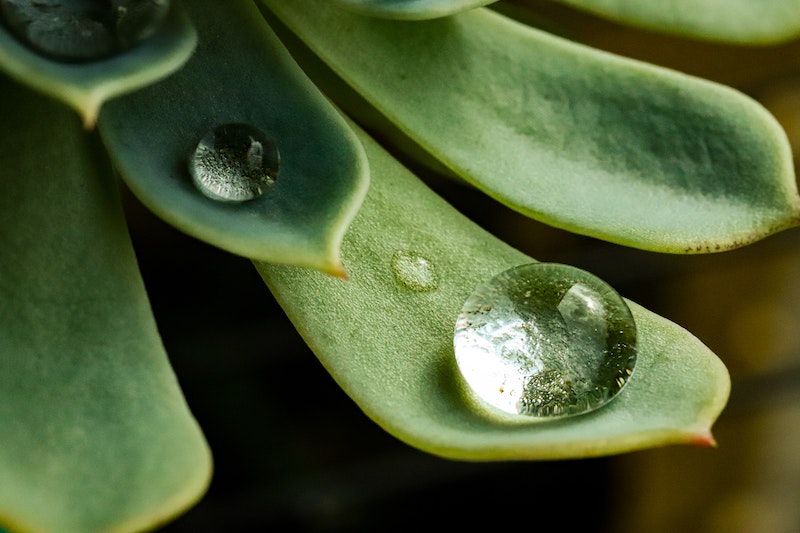 do you know how often to water succulents and how to avoid overwatering