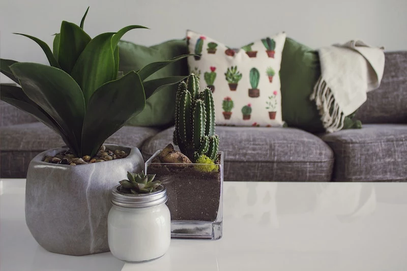 do you know how to take care of a cactus at home important tips and tricks