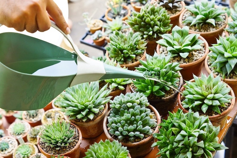 do you know how to water succulents properly to avoid overwatering damage